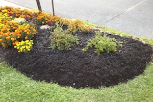 Mulch and plant installs